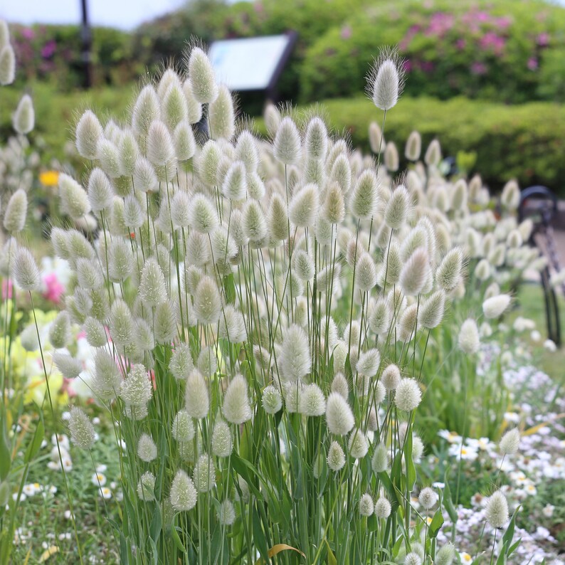 100 Pcs Bunny Tail Ornamental Grass Seed- Beautiful Ornamental Annual Grass/FL224/ Lagurus Ovatus image 3
