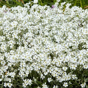 200 Pcs Snow In Summer Flower Seeds Cerastium Tomentosum-prolific spreading drought tolerant flowersFL377 image 7