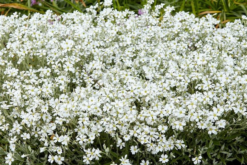 200 Pcs Snow In Summer Flower Seeds Cerastium Tomentosum-prolific spreading drought tolerant flowersFL377 image 7