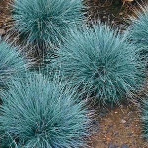 50 stuks blauwzwenkgras siergraszaden-Festuca glauca-semi-groenblijvende bodembedekker meerjarige schoonheid / P035 afbeelding 1
