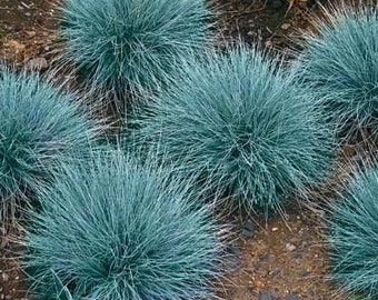 50 Pcs Blue Fescue Ornamental Grass Seeds-Festuca glauca- Semi Evergreen Groundcover Perennial Beauty!/ P035