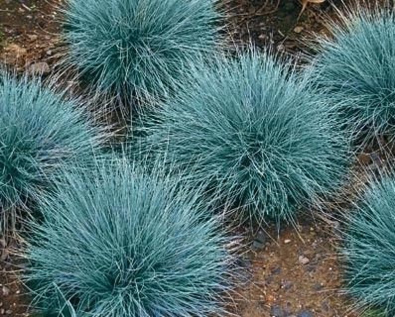 50 stuks blauwzwenkgras siergraszaden-Festuca glauca-semi-groenblijvende bodembedekker meerjarige schoonheid / P035 afbeelding 1