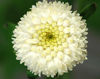 100 piezas raras y hermosas semillas de flores de bolas de nieve blancas: crisantemo Tanacetum Parthenium./ (FL134)
