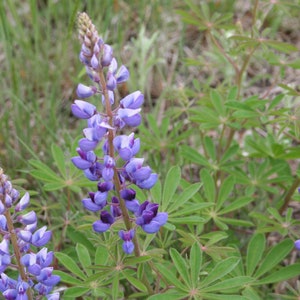 50 Pcs Exotic Wild Lupine Perennis Seeds-FL253-Excellent Perennial that enriches the soil-Attracts Hummingbirds, Butterflies etc image 4