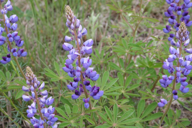 50 Pcs Exotic Wild Lupine Perennis Seeds-FL253-Excellent Perennial that enriches the soil-Attracts Hummingbirds, Butterflies etc image 4