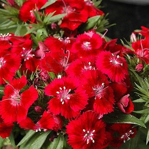 50 Dianthus Barbatus Red Flower Seeds/Dianthus Barbatus Dunetti/Crimson Red Sweet William/ Glorious Long Lasting Bloom/FL499 image 2