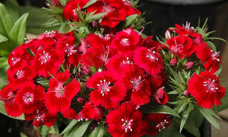 50 Dianthus Barbatus Red Flower Seeds/Dianthus Barbatus Dunetti/Crimson Red Sweet William/ Glorious Long Lasting Bloom/FL499 image 2