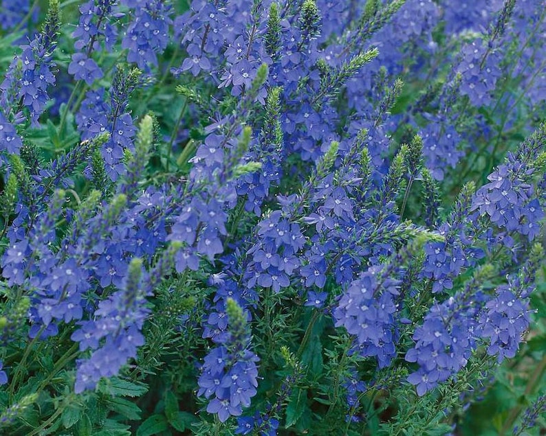 50 Pcs Veronica Teucrium Flower Seeds Hungarian speedwell Royal Blue Speedwell-Austriaca-FL262 Saw-leaved speedwell-Austrian speedwell image 2