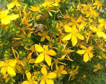 50 Pcs Organic  St John's Wort Herbal Seeds-HYPERICUM PERFORATUM / P031