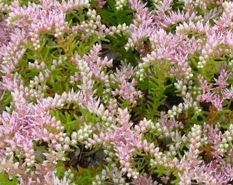 50 pcs Pulchellum Seastar  Sedum Seeds-S091