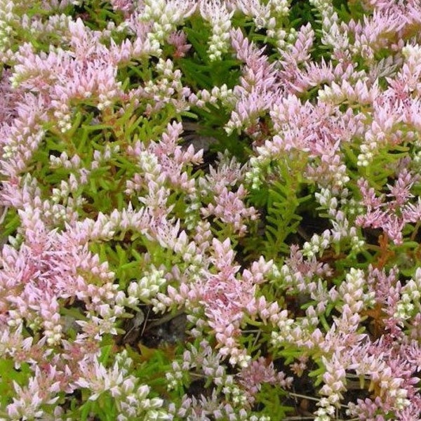 50 pcs Pulchellum Seastar  Sedum Seeds-S091