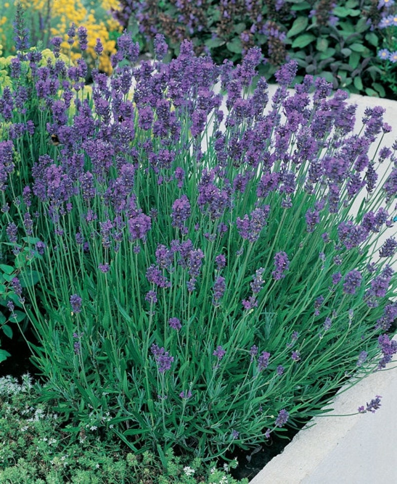 100 Pcs English Lavender Seeds Organic Non GMOAvandula Etsy