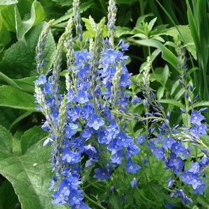 50 Pcs Veronica Teucrium Flower Seeds Hungarian speedwell Royal Blue Speedwell-Austriaca-FL262 Saw-leaved speedwell-Austrian speedwell image 1