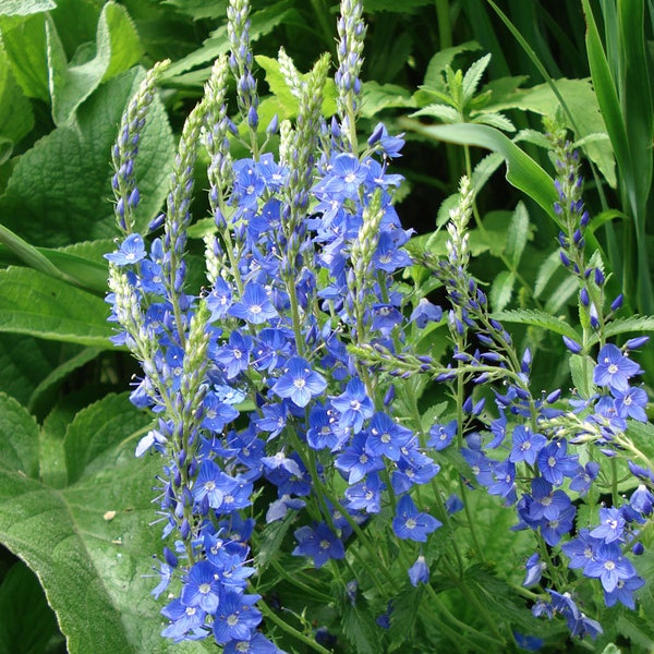 50 Pcs  Veronica Teucrium Flower Seeds-- Hungarian speedwell- Royal Blue Speedwell-Austriaca-FL262- Saw-leaved speedwell-Austrian speedwell