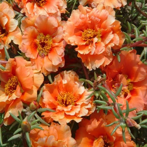 100 PCS Moss Rose Fresh Flower Seeds- Orange Portulaca Grandiflora / (FL190)