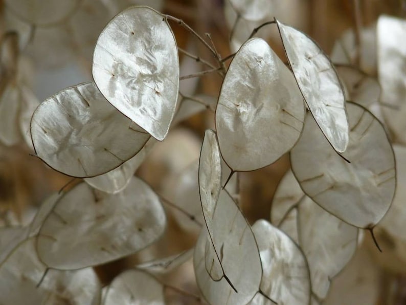 Silver Dollar Plant Seeds
