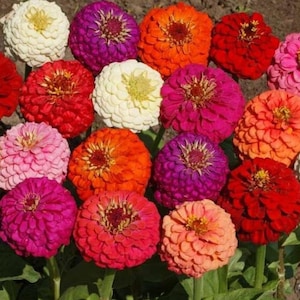 100 stuks Zinnia California Giant Mix- ZINNIA ELEGANS / (FL053)
