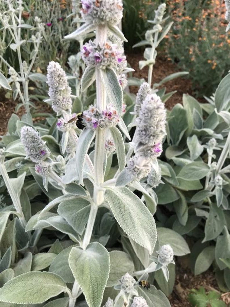 50 Pcs Lamb's Ear Flower Seeds Stachys Byzantina Lanata-Stachys olympica-Natural Perennial-FL397 image 6