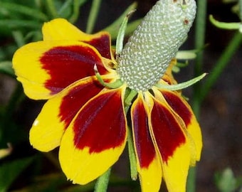 200 Pcs Mexican Hat Sunflower Seeds- RATIBIDA COLUMNIFERA Perennial Deer Resistant Flower / (FL129)