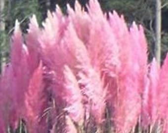 100 Pcs Pink Pampas Grass  Seed-Bonsai Ornamental Home Garden Plant- CORTADERIA SELLOANA / (FL036)