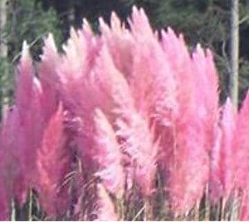 Hot Pink Pampas Grass – The House and Garden Co.