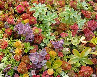 50 Pcs Beautiful Sedum Mix Succulent Seeds-- Drought Tolerant Low Maintenance Ground Cover Perennial  Succulent Mix / S079