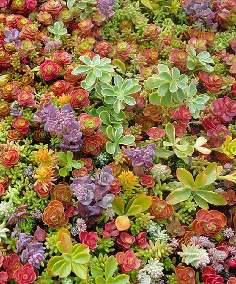 50 Pcs Beautiful Sedum Mix Succulent Seeds Drought Tolerant Etsy