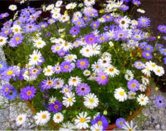 100 Swan River Daisy Mix Flower Seeds/ Brachyscome Iberidifolia Mix/Fast Growing Lovely Annual/ FL478