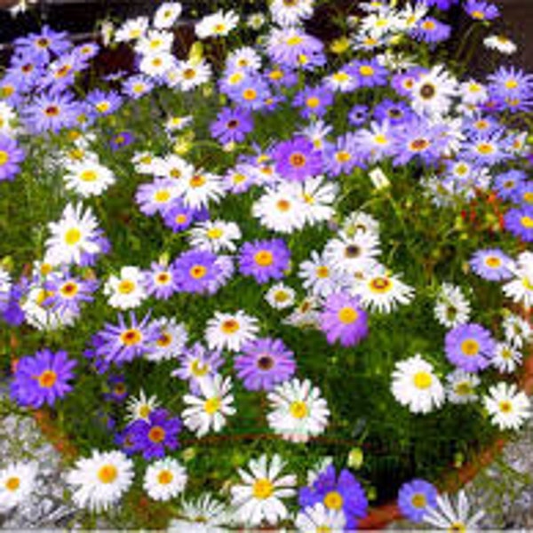 100 graines de fleurs Swan River Daisy Mix / Brachyscome Iberidifolia Mix / Belle annuelle à croissance rapide / FL478
