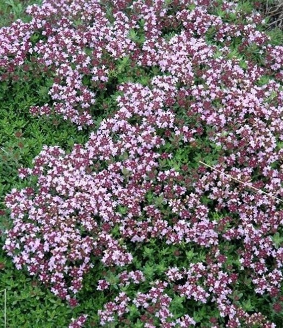 500pcs creeping Thyme Herb Thymus Serpyllum grass seeds Butterflies