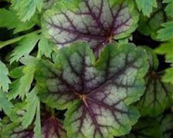 50 Pcs Heuchera Americana Seeds- Coral Bells--Rock Geranium, American alumroot-Alumroot-Rock Geranium--Evergreen Perennial-FL438