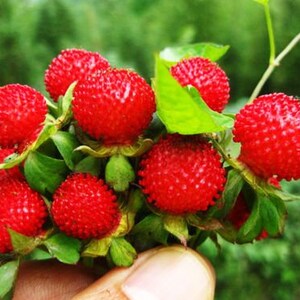 50 Indian Strawberry Seeds/Duchesnea Indica/Tuttifrutti/Red Strawberry/Mock strawberry/Bloom throughout Summer until fall/ Perennial /F024 image 1