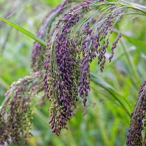30 Pcs Violet Panic Grass Seeds-Panicum Violaceum/P062/ Ornamental Purple Millet Grass Seeds/Annual Beauty Excellent for dried Arrangements image 3
