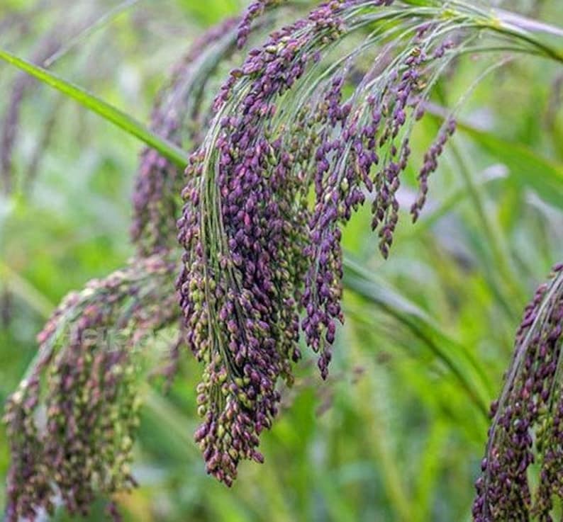 30 Stück Violette Panikgrassamen-Panicum Violaceum/P062/Ornamental Purple Millet Grass Seeds/Annual Beauty Exzellent für getrocknete Arrangements Bild 3