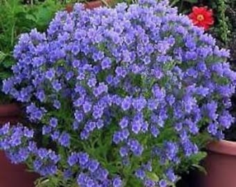 50 sementes de flores Bugloss da Blue Viper - Echium Plantagineum - Blue Bedder - Flor bienal brilhante e bonita! Rico em Néctar/FL790