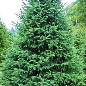 Puede incluir: Un abeto verde exuberante con agujas densas de color verde oscuro. El árbol es alto y lleno, con una forma simétrica. Es una opción popular para árboles de Navidad.