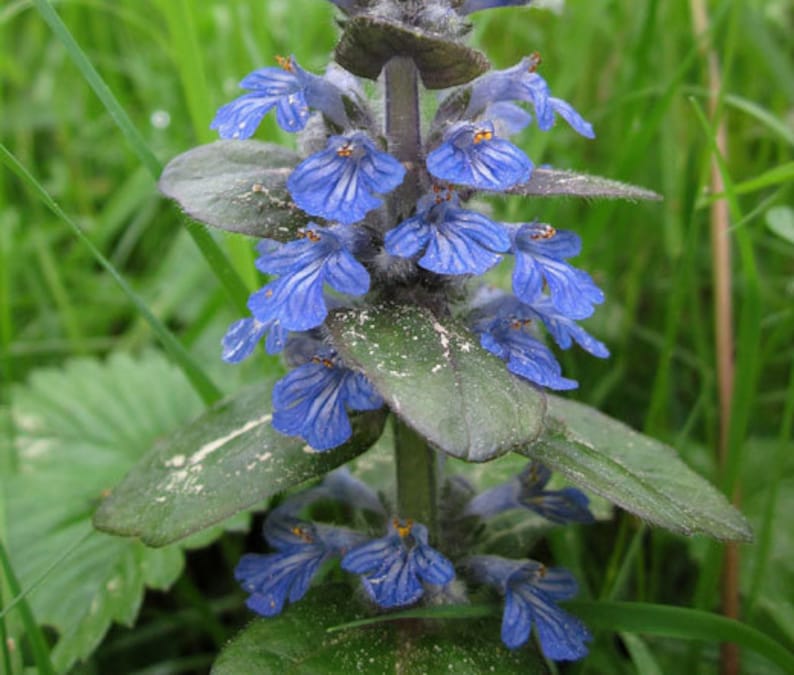 200 Pcs Ajuga Reptans Groundcover Seeds-Shade Loving Evergreen Creeping Buglewood Medicinal Plant Good for Erosion Control FL379 image 2