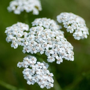 500Pcs Yarrow White Summer Flower Seeds-Yarrow White Wildflower-Western Yarrow-Highly Beneficial and MedicinalACHILLEA MILLEFOLIUM/FL421 image 6