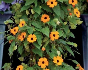 20 Pcs  Black Eyed Susan Thunbergia Vine mix Flower Seeds- Beautiful Annual Vine- THUNBERGIA ALATA/  (FL157 )