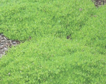 200 Pcs Irish Moss Seeds- Sagina Subulata-FL248-Excellent Low Growing  Groundcover