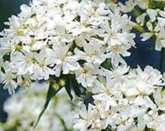 100 piezas Lychnis Viscaria Snowstar Flower Seeds-Lychnis Viscaria Splendens Snowstar-White Lychnis Viscaria- Cute Perennial! FL394