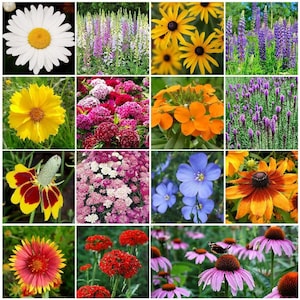 200 Pcs  Wildflower Perennial Seed Mixture-Excellent Perennial Mixture-FL643-All Mix in One