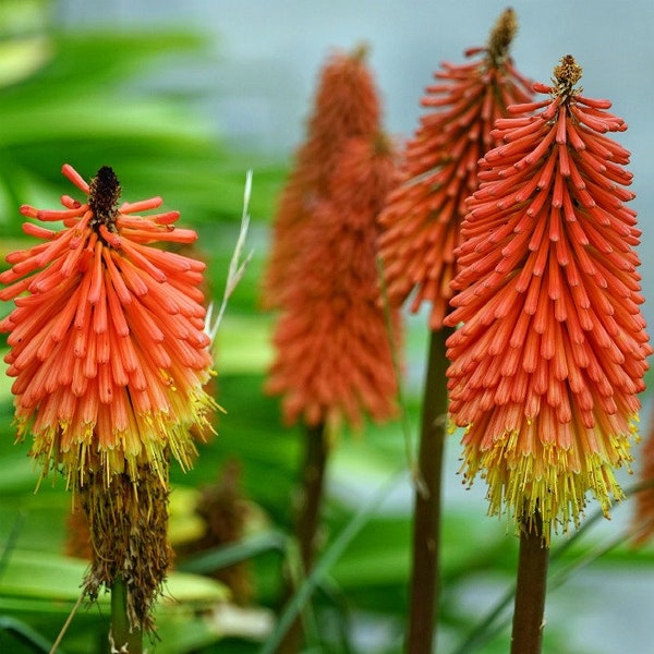 50 Red Hot Poker Flower Seeds-/ poker plant/knofflers/Tritoma Plant/Kniphofia Uvaria/Torch Lily /Magnet for hummingbirds/FL670