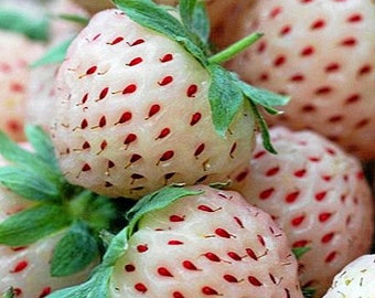 50 Stück Fragaria Wild White Strawberry Seeds-F026- White Soul-Fragaria Vesca - Leckere Stauden--Produziert leckere weiße Beeren