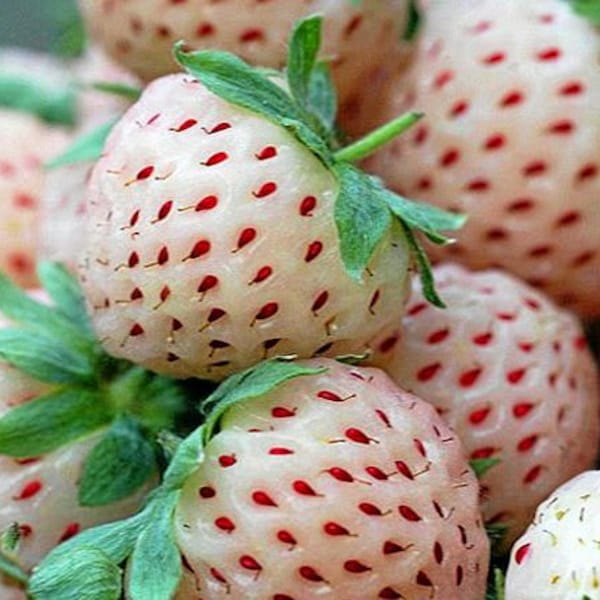 50 piezas Fragaria Wild White Strawberry Seeds-F026- White Soul-Fragaria Vesca - Deliciosa perenne--Produce deliciosas bayas blancas