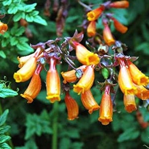 50 Pcs Chilean Glory Vine Seeds-Excellent Hummingbird attracting Perennial- Eccremocarpus Scaber Mix -FL665