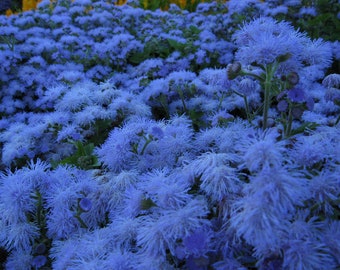 100 semillas de flores de hilo azul - Azul enano - Azul verdadero - AGERATUM HOUSTONIANUM / (FL123)