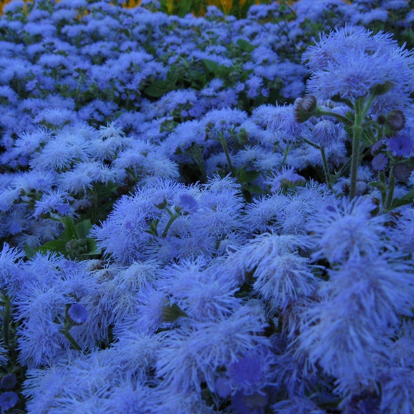 100 stuks Blue Floss bloemzaden-dwergblauw-true blauw-AGERATUM HOUSTONIANUM / (FL123)