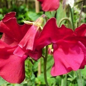 May include: Close-up of a vibrant pink sweet pea flower with ruffled petals. The flower is in bloom and has a delicate, feminine appearance.