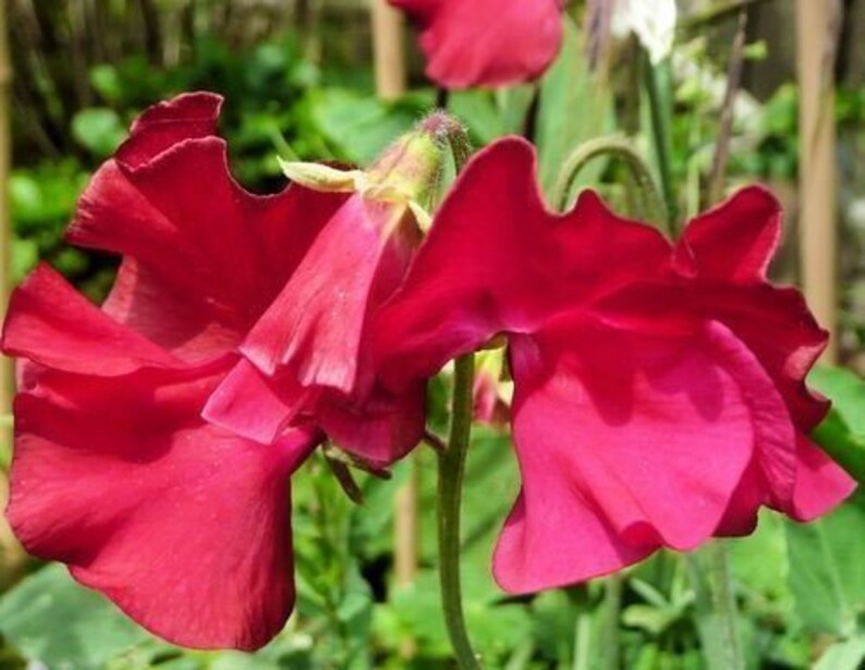 May include: Close-up of a vibrant pink sweet pea flower with ruffled petals. The flower is in bloom and has a delicate, feminine appearance.